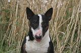 BULL TERRIER MINIATURE 025